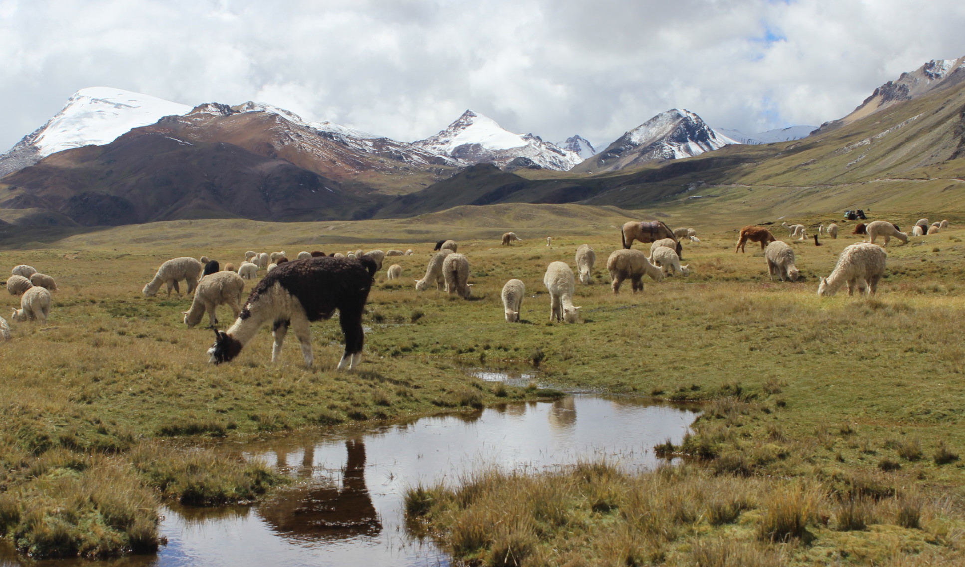 Photo showing mountain goats in foreground and snowy mountains in background