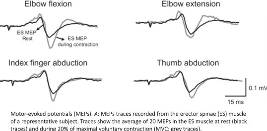 MEPs in trunk muscles