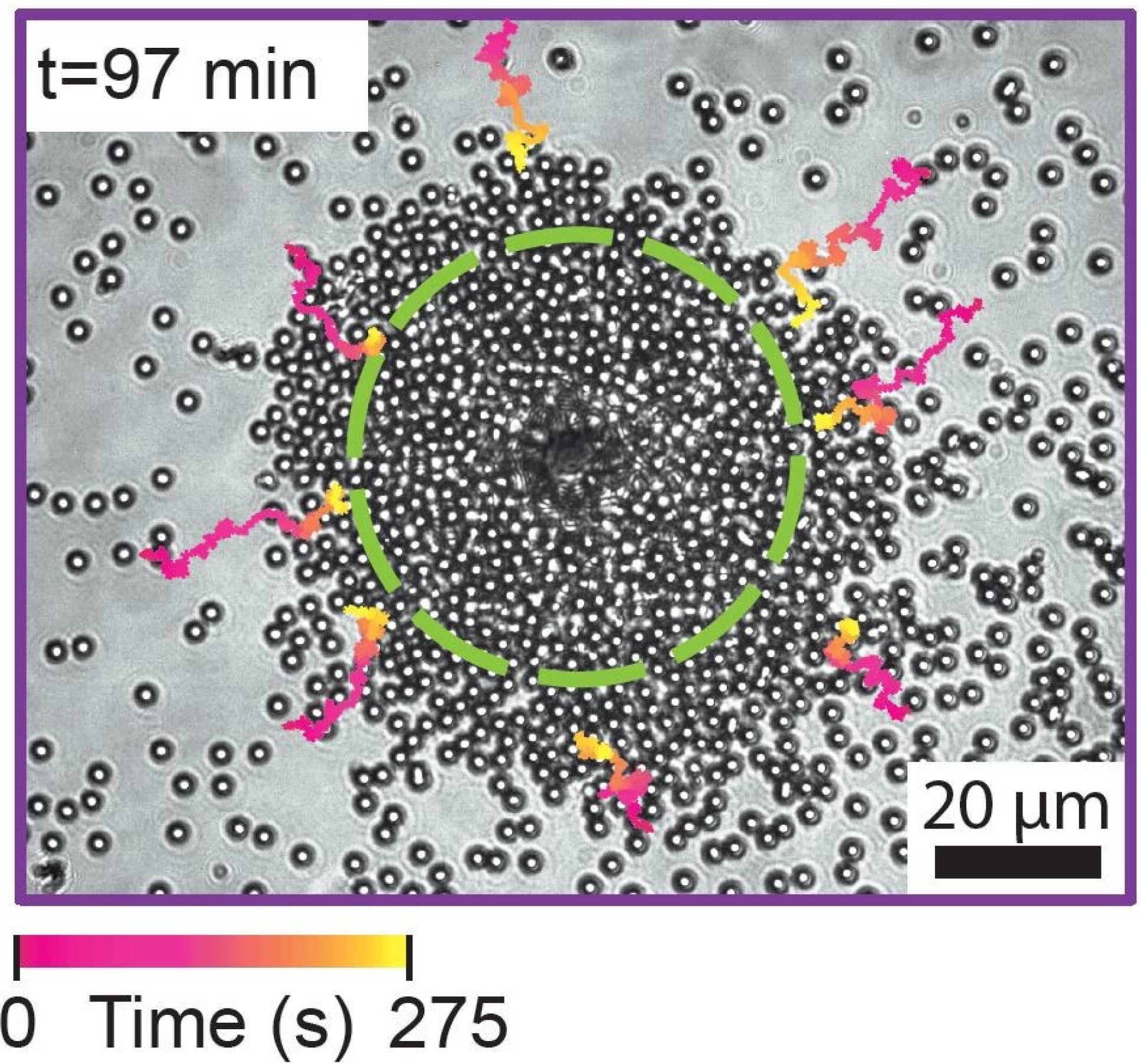 Greyscale image of small sphere clustering around a central sphere. A green dashed circle surrounded the central cluster and several pink-to-yellow lines streak towards the cluster