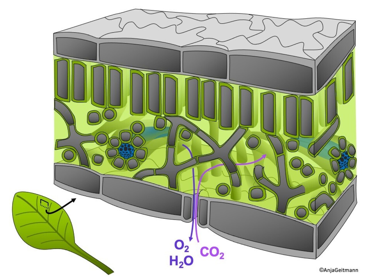 Graphic showing the 'sandwich structures' in plant leaves.