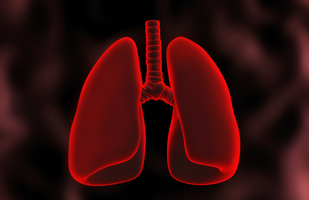 An illustration of human lungs