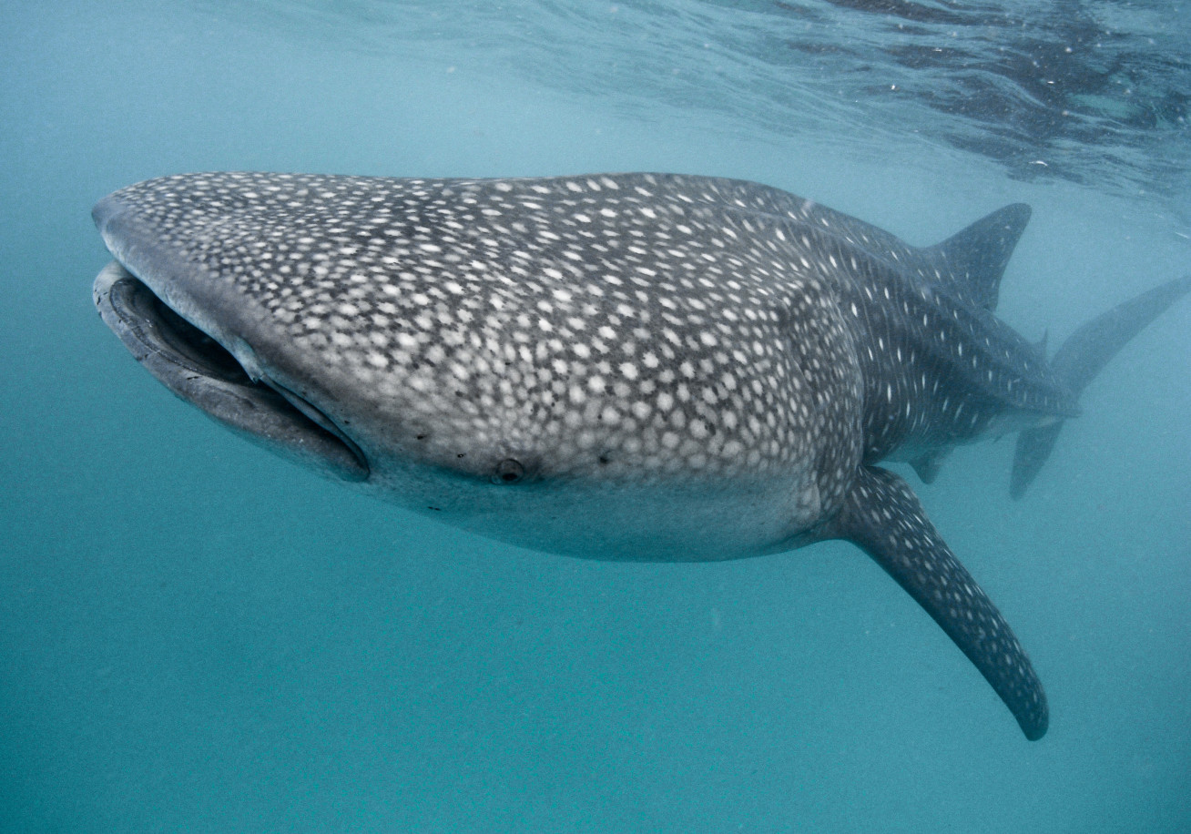 Whale shark