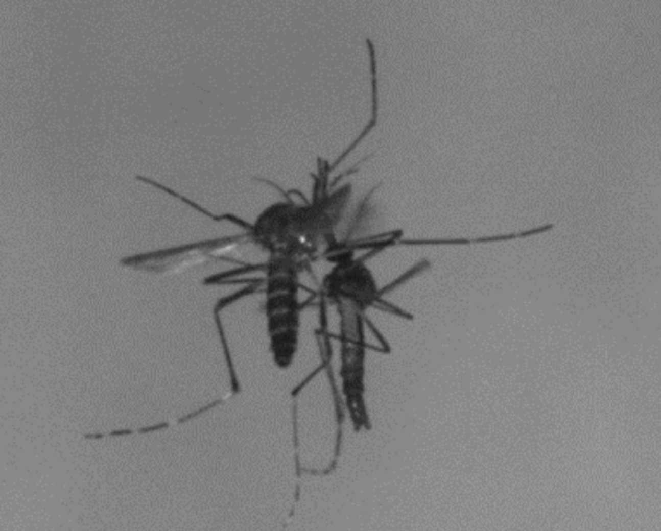 mosquitos mating