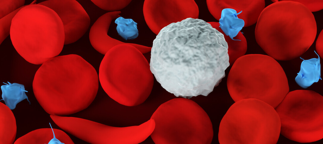 red blood cells