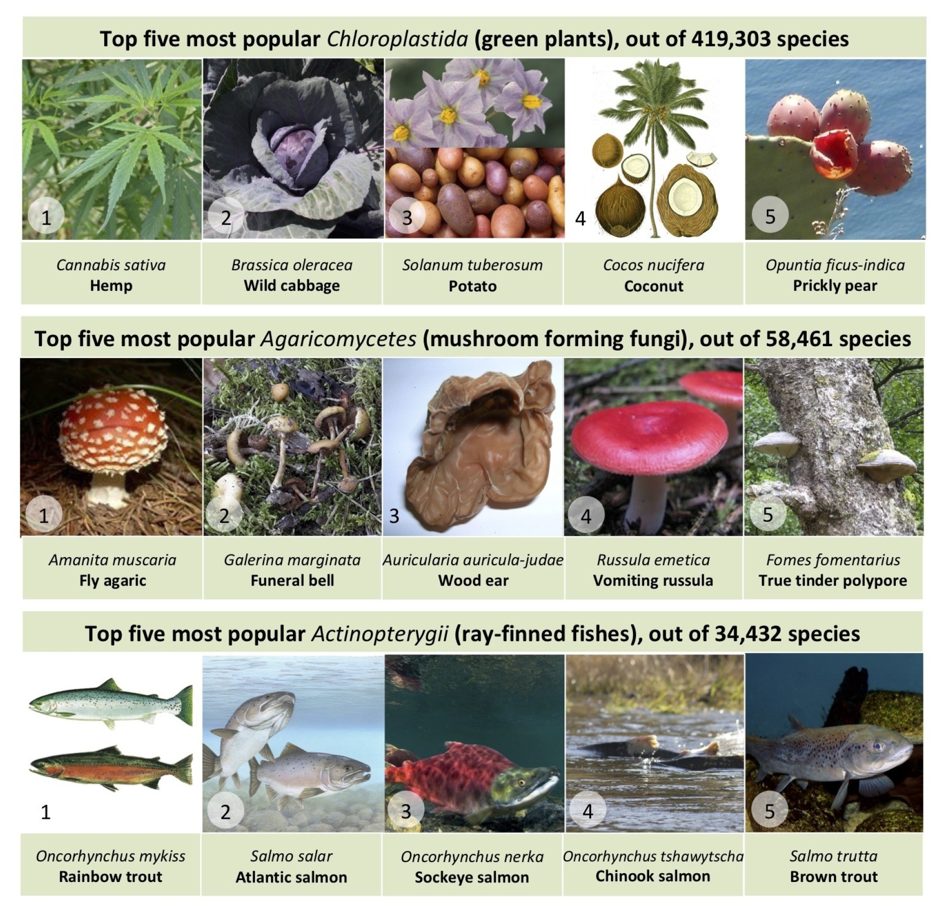 Table of most popular plants, fungi and fish