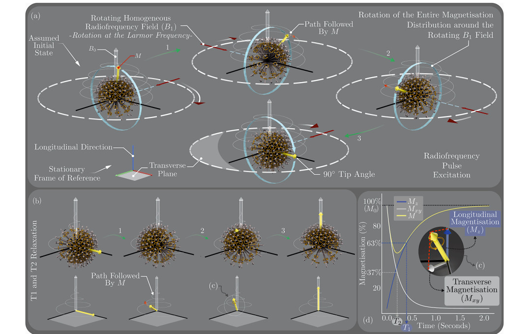 MR Physics (Il): (a) RF Pulse Excitation: When a rotating homogeneous RF field, denoted by B1, is applied perpendicular to B0, the entire magnetisation distribution, is tipped away from its initial alignment with B0 (90? in this example). Simultaneously, the magnetisation distribution slowly rotates around the rotating B1 axis (indicated by the blue circular arrow). Notes: the path followed by M is observed from a stationary frame of reference, B1 field does not change the relative orientation of individual MDMs, and the B1 field rotates at the Larmor frequency. (b) After switching off the rotating RF field, M returns to thermal equilibrium (relaxation), i.e. aligning back to B0 direction. The inset (c) is zoomed-in in (d). (d) Plot illustrating the two magnetisation components of M, and their corresponding relaxation times. T2 is the time required for the transverse magnetisation (Mxy) to decrease exponentially to approximately 37% (1/e) of its initial value. Conversely, T1 is the time required for the longitudinal magnetisation (Mz) to return to 63% (1−1/e) of its maximum value (M0), where M is equal to M0 at equilibrium (i.e. aligned with B0 ’s direction). Mxy is the component detected by the RF receiving coils which gives rise to the MR image. Mz does not contribute to the acquired signals. An important mechanism for the decay in Mxy, i.e. T2 relaxation (spin-spin relaxation) is as follows. The MDMs (spins) experience local fields which are combinations of B0 and the fields from their neighbouring protons’ MDMs. The variations in local fields lead to different local precessional frequencies, and as a result, the protons’ MDMs (spins) fan out in time, thereby reducing Mxy. The fanning out of MDMs (spins) is referred to as dephasing. T1 relaxation (spin-lattice relaxation), on the other hand, occurs when a proton exchanges magnetic energy with its external environment (lattice). T1 relaxation also results in T2 relaxation, ensuring that T2 is longer than or equal to T1. Note: The transition in (b) illustrates the overall effect of both relaxation mechanisms.