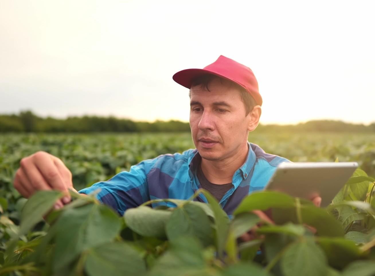 A man checking crops in a field.