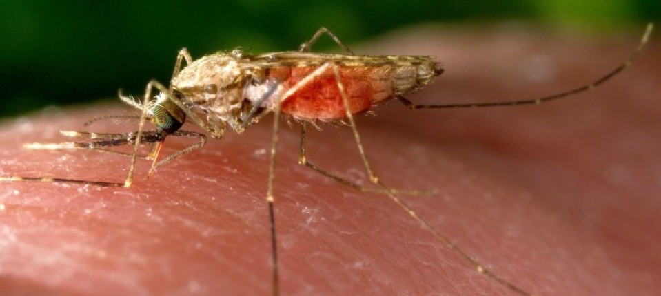 Close-up photograph of a mosquito injecting human skin