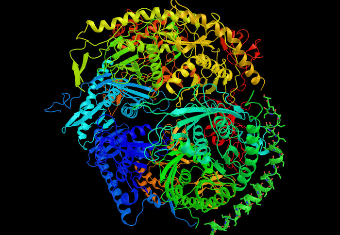 A complex protein folded into its functional shape