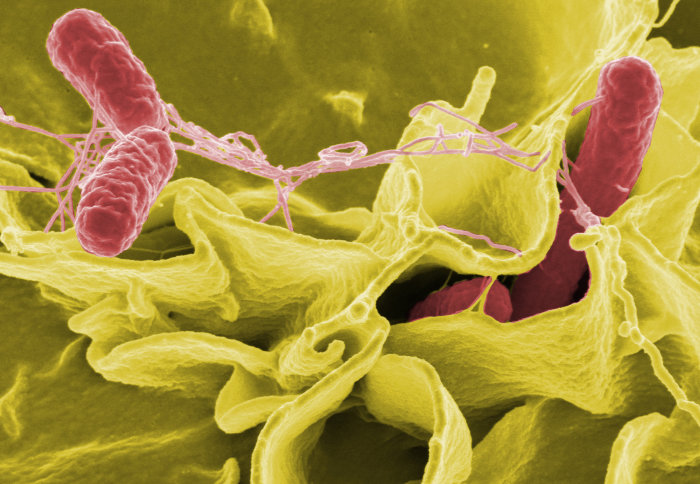 Salmonella spp. invading human cells