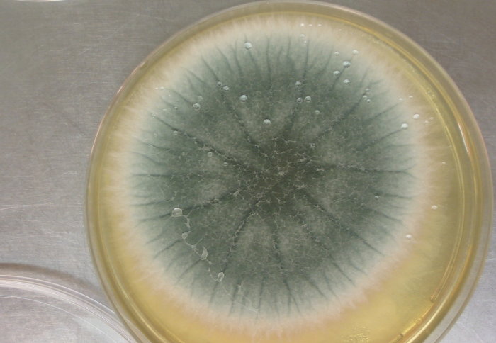 Aspergillus mould