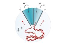 Reading of biological molecules improved up to 100x by doubling the sensors