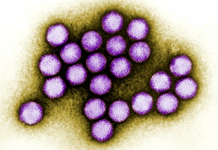 Human adenovirus