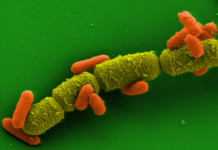 Bacillus megaterium, also known as the “Big Beast”