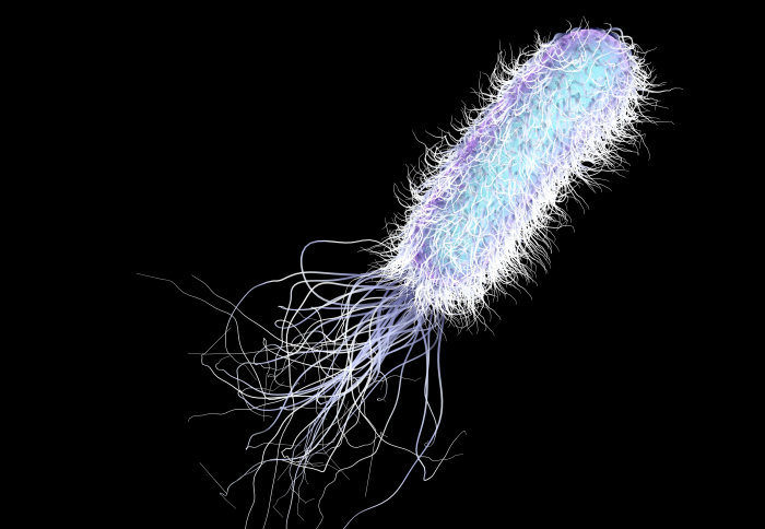 Bacteria Are Single Cell Microorganisms That Can