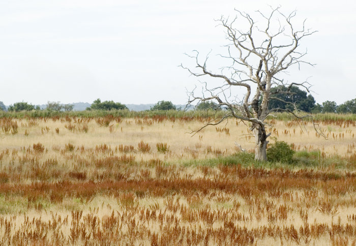 dead tree in drought in kent