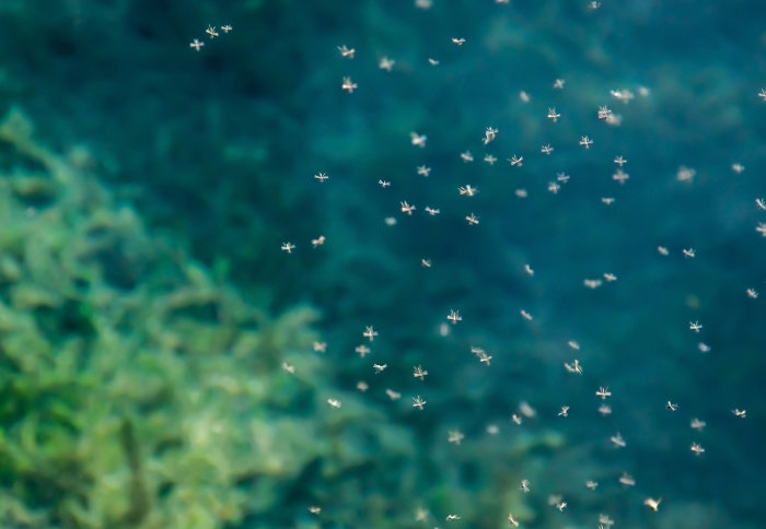 Close-up of a cloud of mosquitoes against a leafy beackground