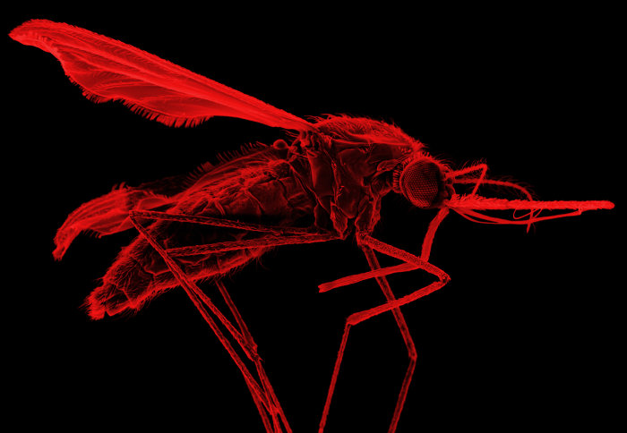 Mosquito (Anopheles stephensi)