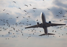 ‘Sheepdog robot’ herds birds away from flight paths