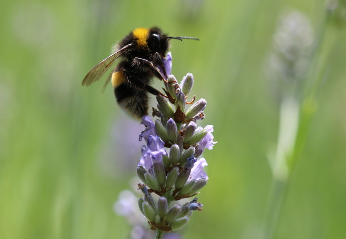 Bumblebee eating from a flower