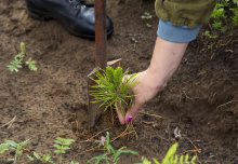 Greenhouse gas removal best way to make UK carbon neutral by 2050