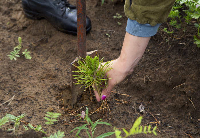Photo of a person planting a tree