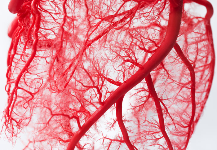 Blood vessels of the heart