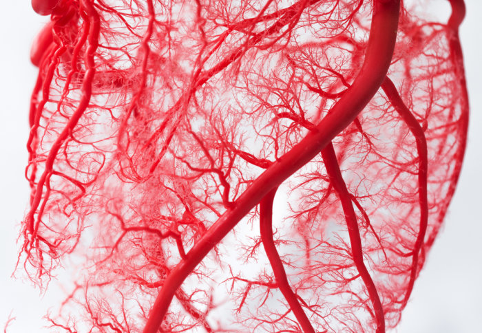 Vasculature of the heart