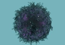 Supercharged natural killer cells may hold promise for cancer