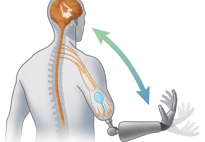 Illustration of a bionic arms and a person's nervous system interacting