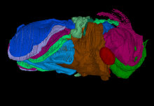 Tiny crustacean had a heart more than 400 million years ago