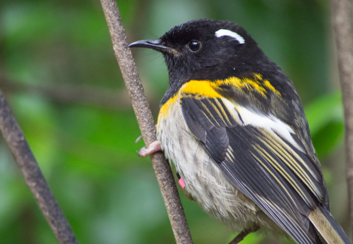 A small bird with a black head and yellow shoulders on a branch