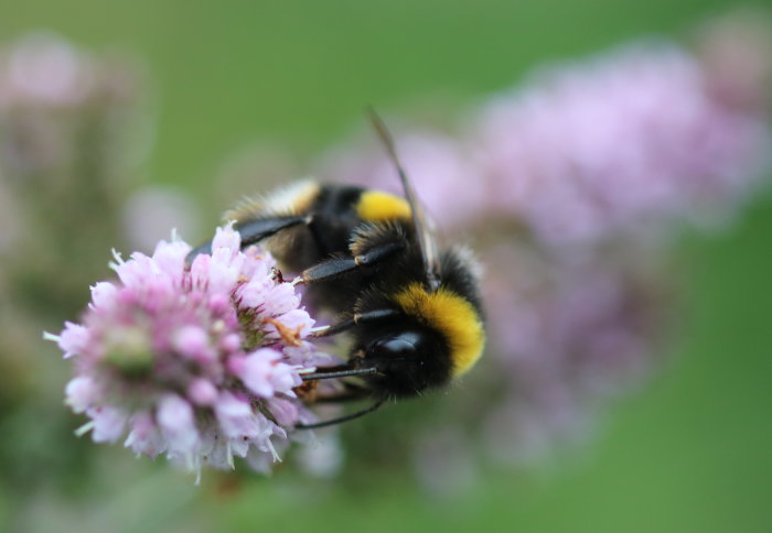 Bumblebee on a flower