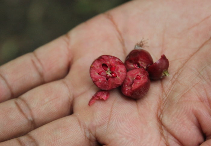 A tiny apple in a hand