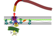 Starving bacteria can eject their tails to save energy and stay alive