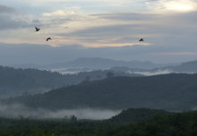 Livestream the sounds of the rainforest and hear what changes logging makes