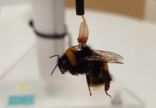 Pesticide exposure causes bumblebee flight to fall short