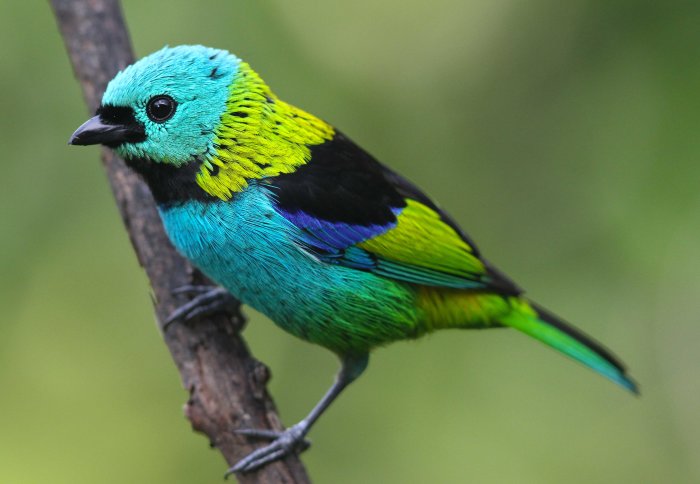 Green-headed tanager