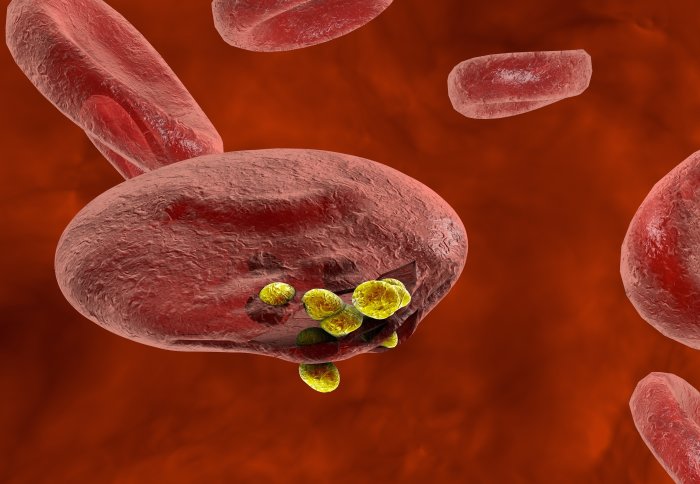 Yellow blobs emerging from a red blood cell