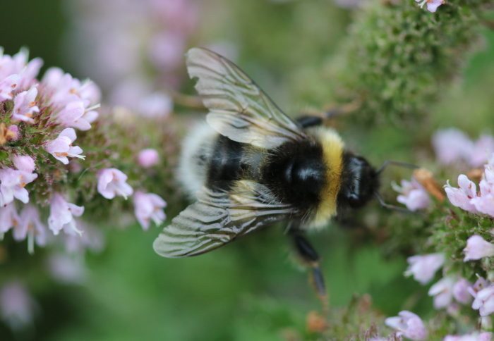 A bee on a flower