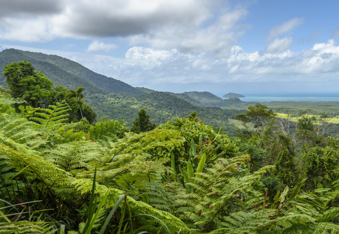 view of rainforest landscape