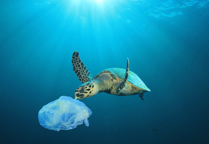 A submerged sea turtle bites into a plastic bag