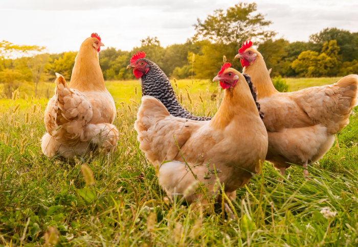 Happy chickens!