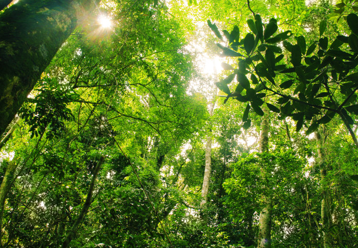A Brazilian rainforest, looking from the floor up to the canopy