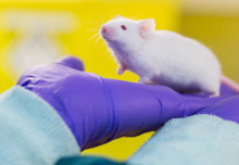 How animal research is helping fight antibiotic resistance | Imperial ...