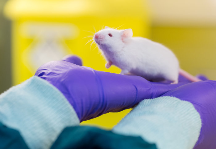 A mouse in an animal research lab