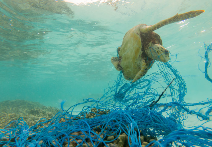 A turtle caught in a discarded fishing net