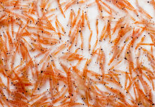 Krill’s role in global climate should inform fishing policy in Antarctica