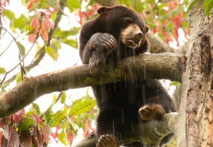 A bear in a tree in the rain