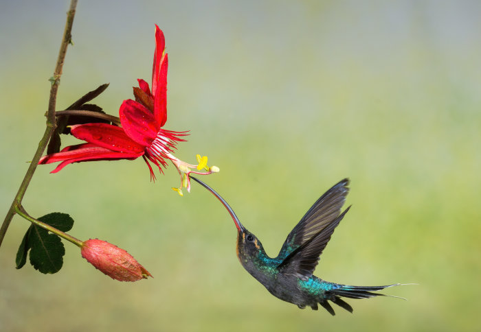 A hummingbird feeding from a flower